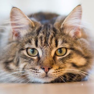 Common Cancers in Cats