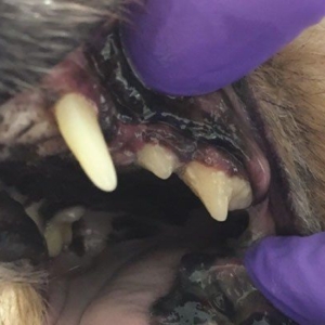 Oral Melanoma in Dogs*