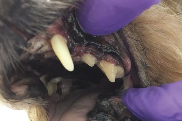 Oral Melanoma in Dogs*