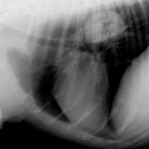 Diagnosis and Treatment of Canine Lung Tumours*