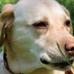 Canine Visceral Haemangiosarcoma: What can we do?*