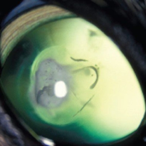 Lens Disorders in Cats*