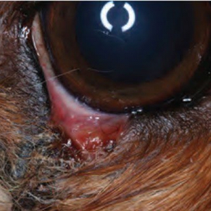 Canine Ophthalmic Emergencies: Part 2*