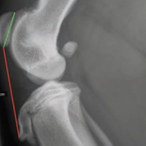 Patellar luxation in dogs. Part I: Understanding the Condition*