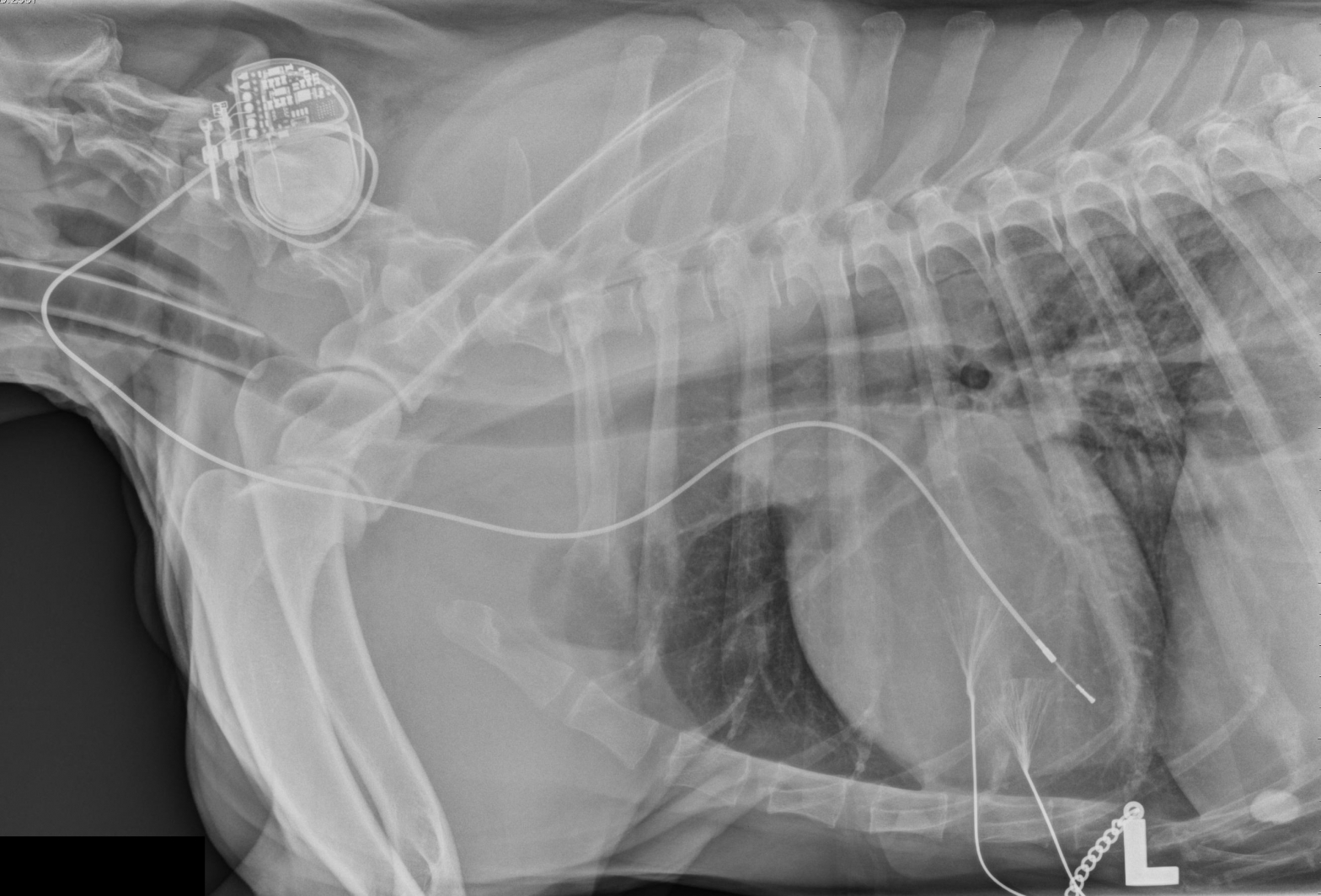 Small Animal Cardiology - online CPD/CE VetCPD