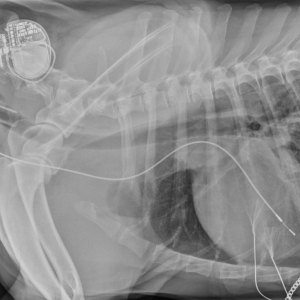 Small Animal Cardiology