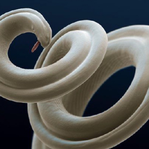 Exotic disease threats from pet travel, importation and changing parasite distributions in Europe*