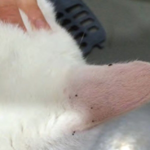 Flea Identification and its Role in Flea Control*