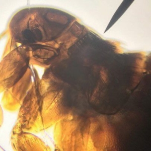 Reasons for flea control failure and methods for their successful control*