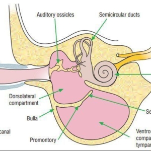Surgical ear diseases of the cat – an overview*