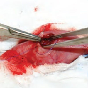 Intestinal surgery in the dog and cat: Part 2*