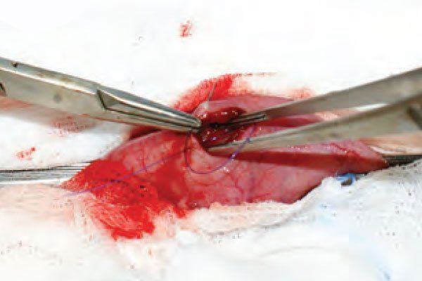 Intestinal surgery in the dog and cat: Part 2*