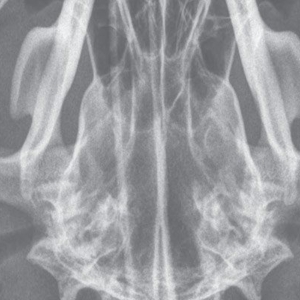 Surgical ear diseases of the dog – an overview*