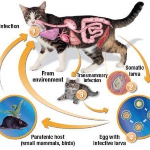 The role of cats in human toxocarosis*