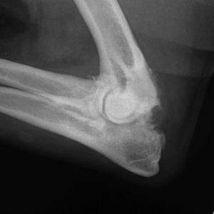 Osteoarthritis in Dogs and Cats
