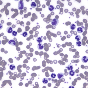 Haematology of the Dog and Cat