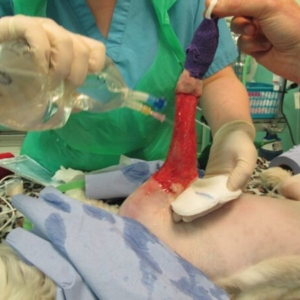 Wound Management in Dogs and Cats
