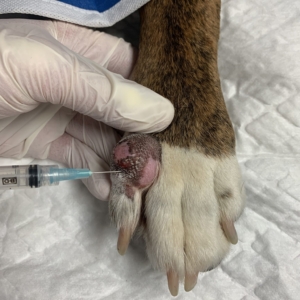 Mast Cell Tumours in Dogs