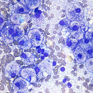 Cytology of the Internal Organs