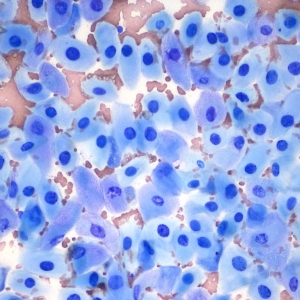 Skin Cytology for General Practice
