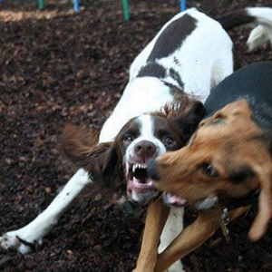 Companion Animal Behaviour – Part 1