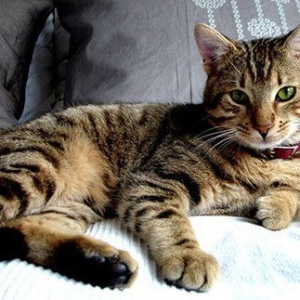 Feline Medicine Update – Part 1
