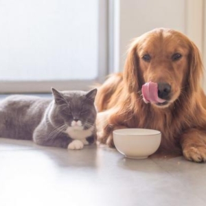 Small Animal Nutrition