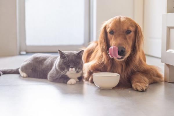 Small Animal Nutrition
