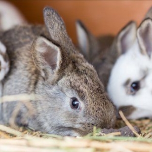 Rabbit Clinical Care Refresher