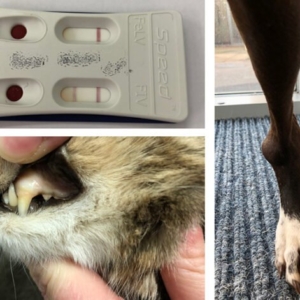 Small Animal Infectious Diseases