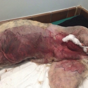 Sepsis in Dogs and Cats