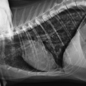Respiratory Disease in Dogs and Cats