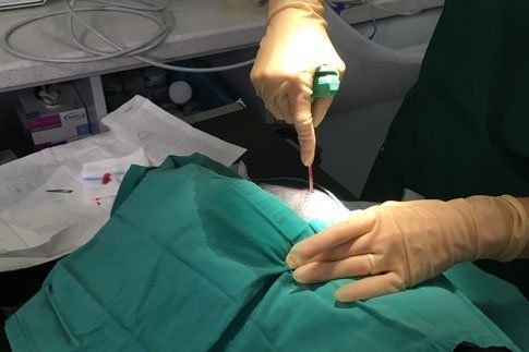 Canine and Feline Lymphoma