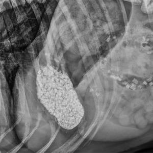 Gastro-Intestinal Disease in Dogs and Cats