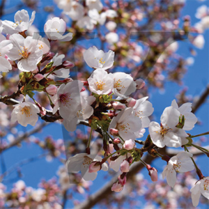 White Blossom IPP111