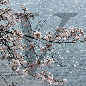 Blossom over Water IPP127