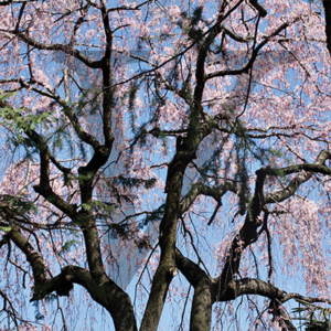Blossom Tree IPP139