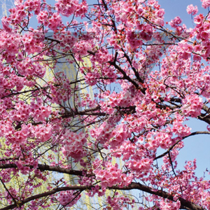 Pink Blossom IPP156