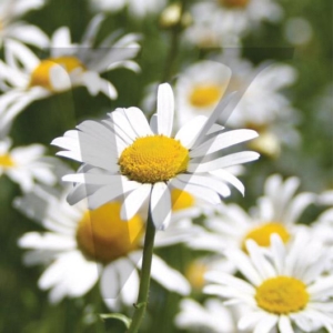 White Daisies IPP113