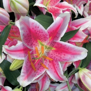Lily IPP117