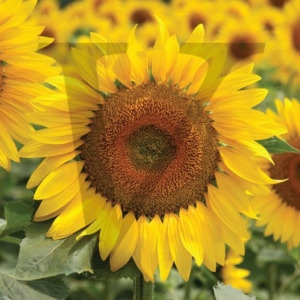 Sunflowers IPP118
