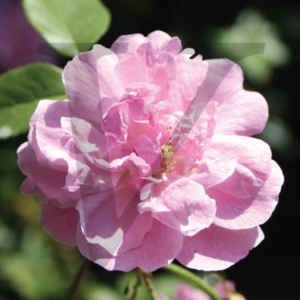 Pink Rose IPP119