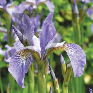 Purple Iris IPP121