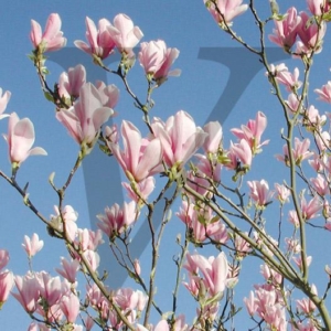 Magnolia Tree IPP122