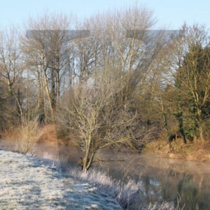 Frosty Morning IPP124