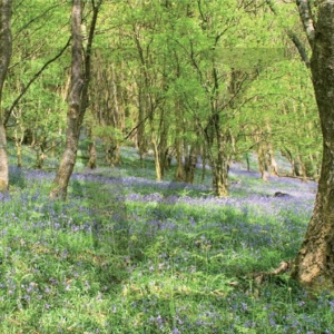 Bluebells IPP125