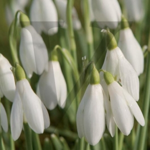 Snowdrops IPP135