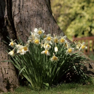Daffodils under tree IPP136