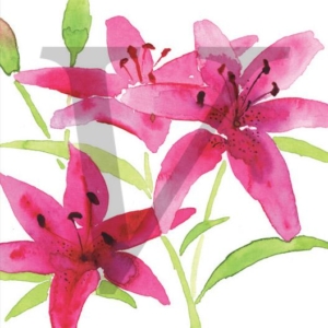 Painted Lily IPP144