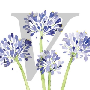 Painted Agapanthus IPP145A